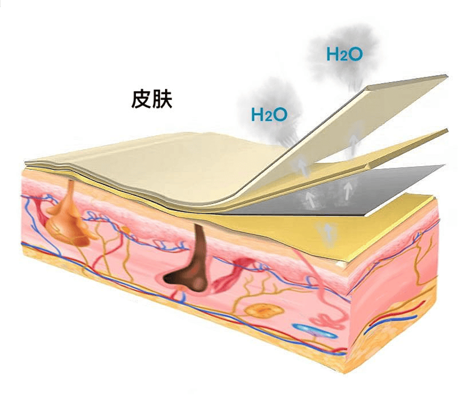 汗液由皮肤侧向外传输的仿生原理